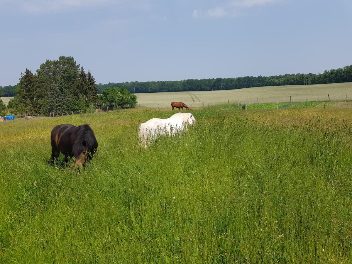 Ferienhaus Am Reiterhof Templin Zewnętrze zdjęcie